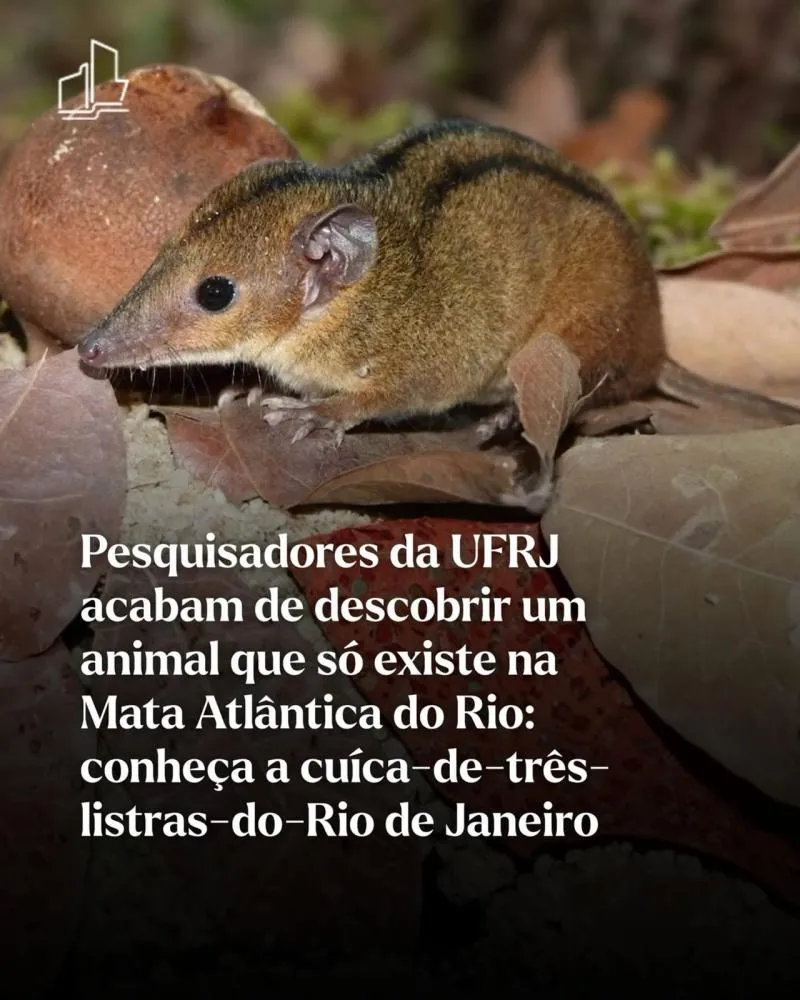 Cientistas descobrem espécie que só existe no brasil